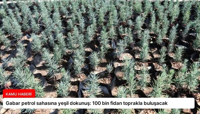 Gabar petrol sahasına yeşil dokunuş: 100 bin fidan toprakla buluşacak