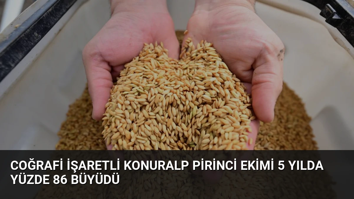 Coğrafi İşaretli Konuralp Pirinci Ekimi 5 Yılda Yüzde 86 Büyüdü