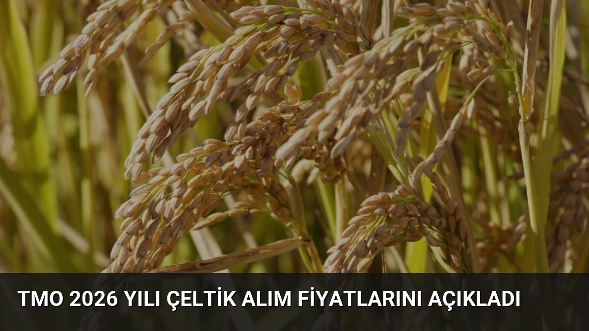 TMO 2026 Yılı Çeltik Alım Fiyatlarını Açıkladı